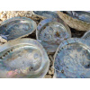 abaloneschelp-16cm-en-17-18cm-a_2_568224226