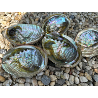 regenboog-abalone-schelp-12-13cm_2