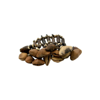 tobillera-ratel-armband-sjamanenratelarmband_1