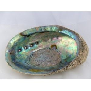 abalone_schelp_14-15cm-1