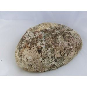 abalone_schelp_14_15cm-2