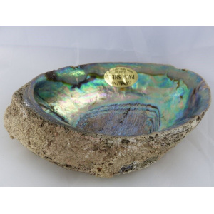 abalone_schelp_14_15cm_3