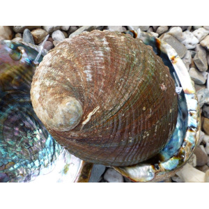 abaloneschelp-17-19cm-aa_6