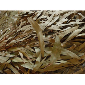 chacapa_eucalyptus-a_1070079715