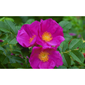 cistus-incanus-bloem