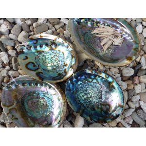 regenboog-abalone-schelp-14-15cm_1_1307391658