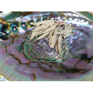 regenboog-abalone-schelp-14-15cm_4_1246673966