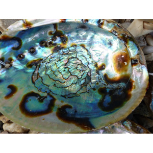 regenboog-abalone-schelp-14-15cm_7_1074407603