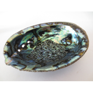 regenboog-abalone-schelp-16-17cm_1