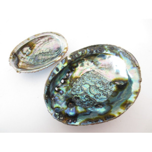regenboog-abalone-schelp-16-17cm_2