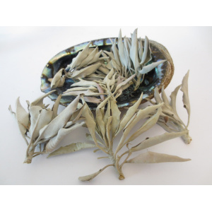 regenboog-abalone-schelp-16-17cm_3