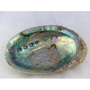 regenboog_abalone_schelp_13-14cm-1
