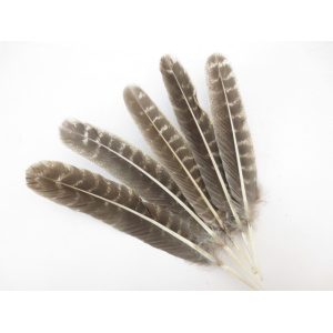 smudge-veer-wilde-kalkoen_1