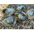 regenboog-abalone-schelp-12-13cm_2